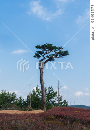 松 青い空 木 91491573