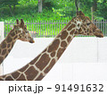 双頭のキリンさん　みんな大好き、きりんの家族　夏休みに行きたい動物園 91491632