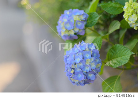 紫色の2株の紫陽花 紫色の2株の紫陽花 91491658