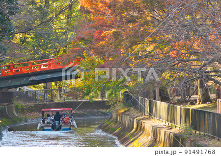 本圀寺正嫡橋付近の「びわ湖疏水船」、紅葉の琵琶湖疏水をゆるやかに下る 91491768
