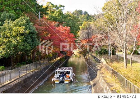 山科付近の「びわ湖疏水船」、紅葉のモミジにゆっくりとさしかかる 91491773