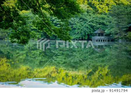 石神井公園 三宝寺池のあずまや 水面に映る森 (東京 練馬区 2022年6月) 石神井公園 三宝寺池のあずまや 水面に映る森 (東京 練馬区 2022年6月) 91491794