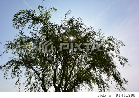 涼しげな気がするヤナギ 91491899