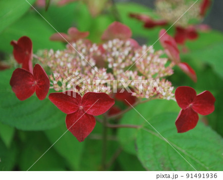 濃い紅色に変化するクレナイという紫陽花 91491936