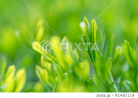 茶畑 お茶 新芽 茶葉 茶畑 お茶 新芽 茶葉 91492119