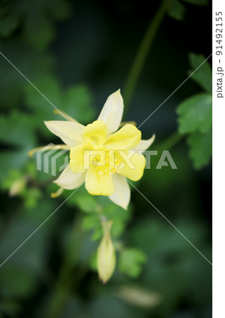 セイヨウオダマキ セイヨウオダマキ 91492155