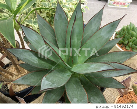 リュウゼツラン(アガベ)(マゲイ)観葉植物 リュウゼツラン(アガベ)(マゲイ)観葉植物 91492174