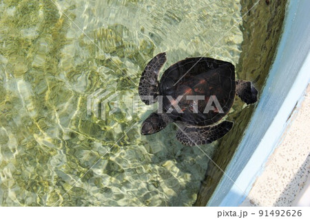 涼しげに泳ぐクロウミガメ、水族館にて。 91492626