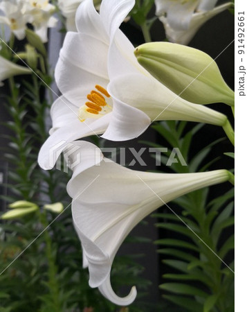 Spring beauty 91492661