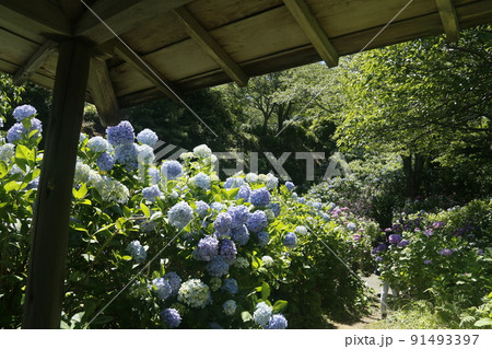 下田城址公園の紫陽花 下田城址公園の紫陽花 91493397