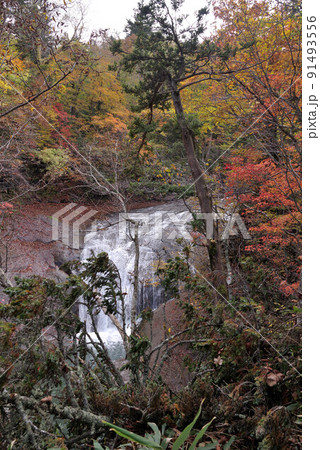 白扇の滝の紅葉 白扇の滝の紅葉 91493556