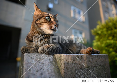 散歩中に休むキジトラ猫 散歩中に休むキジトラ猫 91493755