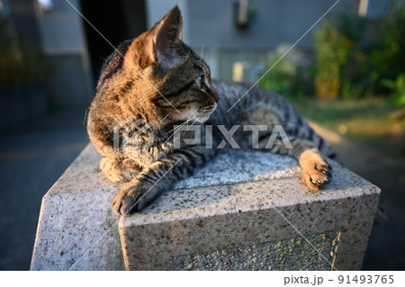 散歩中に休むキジトラ猫 91493765