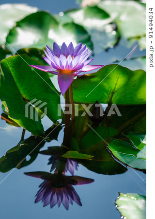 Lotus flower (Tropical water-lily) 91494034
