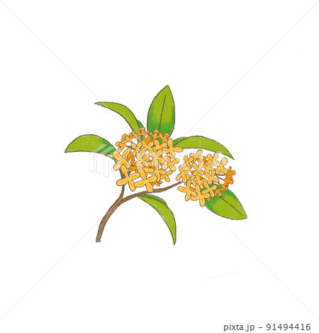キンモクセイ キンモクセイ 91494416