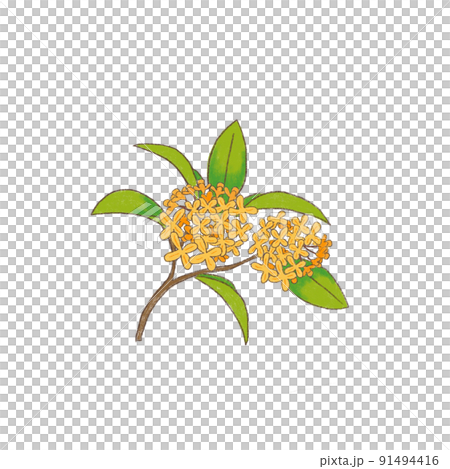 キンモクセイ キンモクセイ 91494416