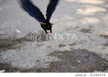 飛び立つカラス 91494424