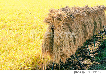 稲　米　掛け干し　天日干し　はぜ掛け 91494526