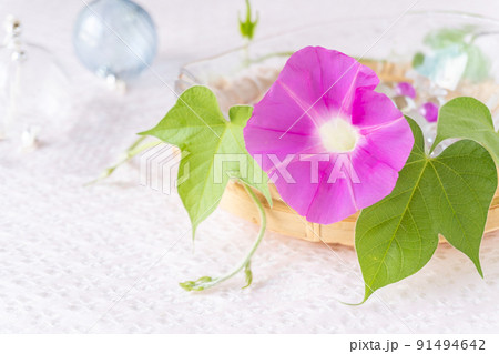 ピンクの朝顔の切り花（生花）とガラスの風鈴 91494642