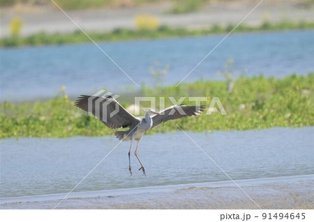 魚を求めて舞い降りるアオサギ 91494645