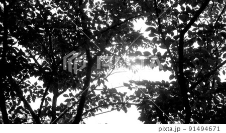 森の木漏れ日の写真素材 [91494671] - PIXTA