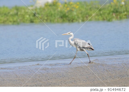 サギ サギ 91494672