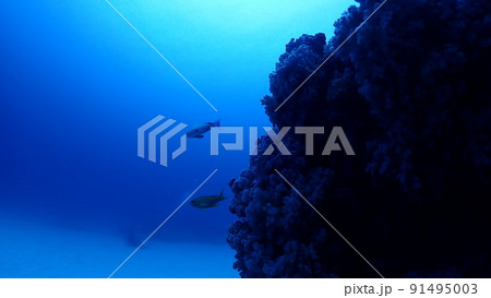 海中からの景色 91495003