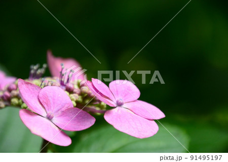 山田池公園 91495197