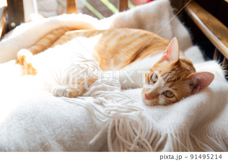 猫、仔猫、こねこ、猫の家族 猫、仔猫、こねこ、猫の家族 91495214