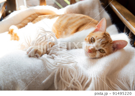 猫、仔猫、こねこ、猫の家族 猫、仔猫、こねこ、猫の家族 91495220