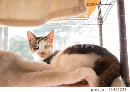 猫、仔猫、こねこ、猫の家族 猫、仔猫、こねこ、猫の家族 91495233