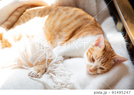 猫、仔猫、こねこ、猫の家族 91495247