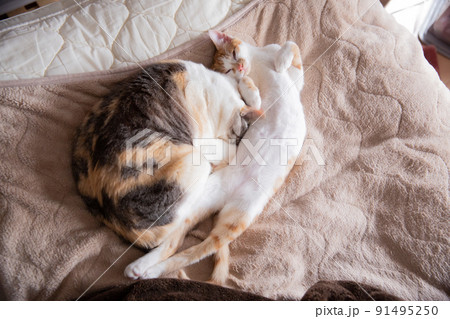 猫、仔猫、こねこ、猫の家族 91495250