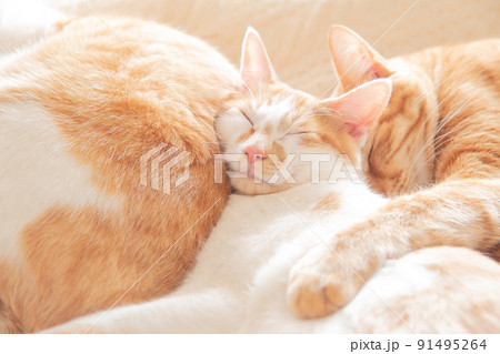 猫、仔猫、こねこ、猫の家族 91495264