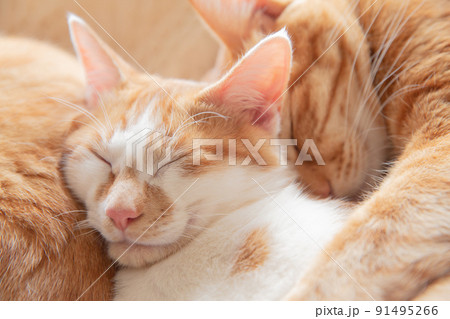 猫、仔猫、こねこ、猫の家族 猫、仔猫、こねこ、猫の家族 91495266
