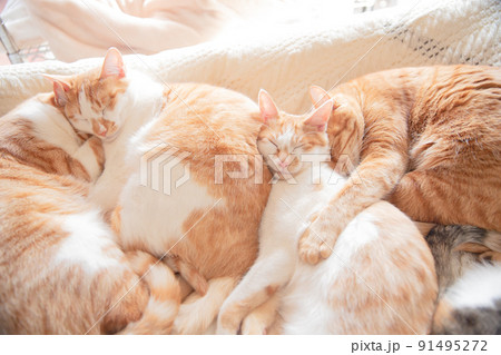 猫、仔猫、こねこ、猫の家族 91495272