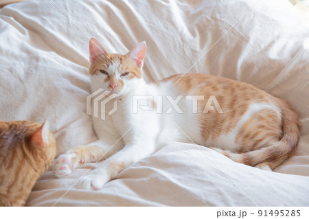 猫、仔猫、こねこ、猫の家族 91495285