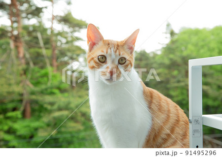 猫、仔猫、こねこ、猫の家族 91495296