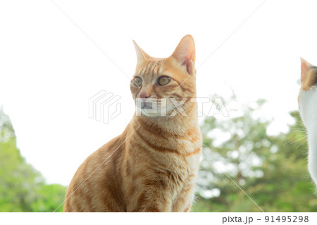 猫、仔猫、こねこ、猫の家族 猫、仔猫、こねこ、猫の家族 91495298