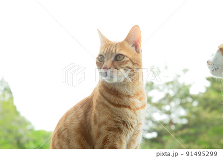 猫、仔猫、こねこ、猫の家族 91495299