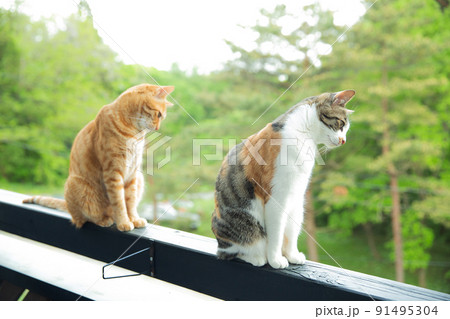 猫、仔猫、こねこ、猫の家族 猫、仔猫、こねこ、猫の家族 91495304