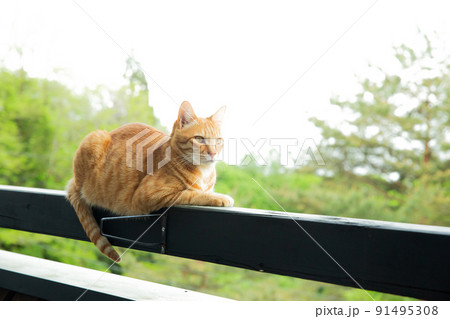 猫、仔猫、こねこ、猫の家族 91495308