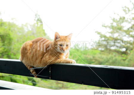 猫、仔猫、こねこ、猫の家族 猫、仔猫、こねこ、猫の家族 91495315