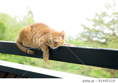 猫、仔猫、こねこ、猫の家族 91495319
