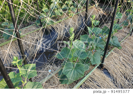 猛暑の家庭菜園の水やり 91495377