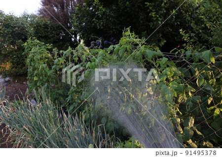猛暑の家庭菜園の水やり 91495378