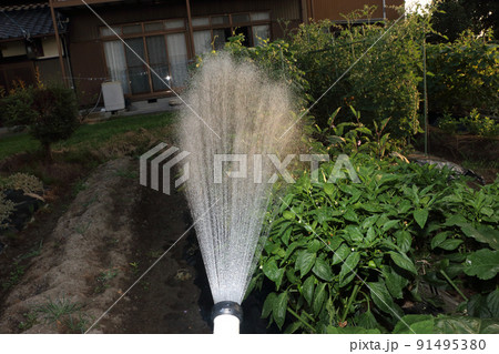 猛暑の家庭菜園の水やり 猛暑の家庭菜園の水やり 91495380