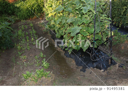 猛暑の家庭菜園の水やり 91495381