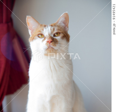 猫 猫 91495421