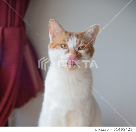 猫 猫 91495429
